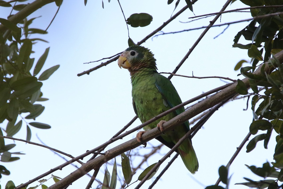 Yellow-billed Parrot - Olivier Langrand