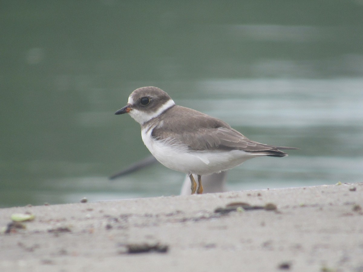 Semipalmated Plover - ML81575571
