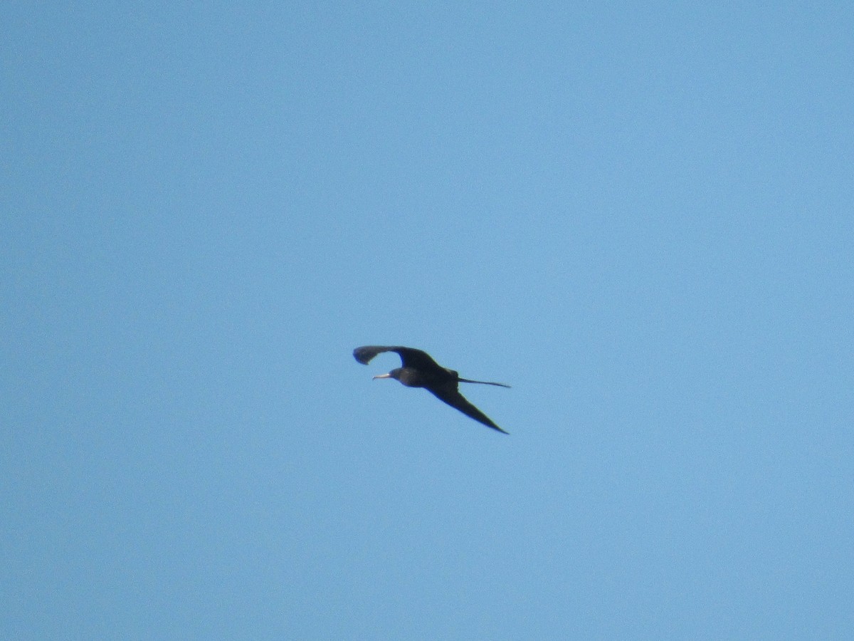 Magnificent Frigatebird - ML81577291