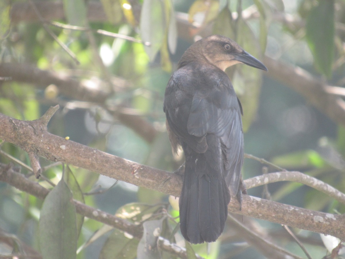 Great-tailed Grackle - ML81577431