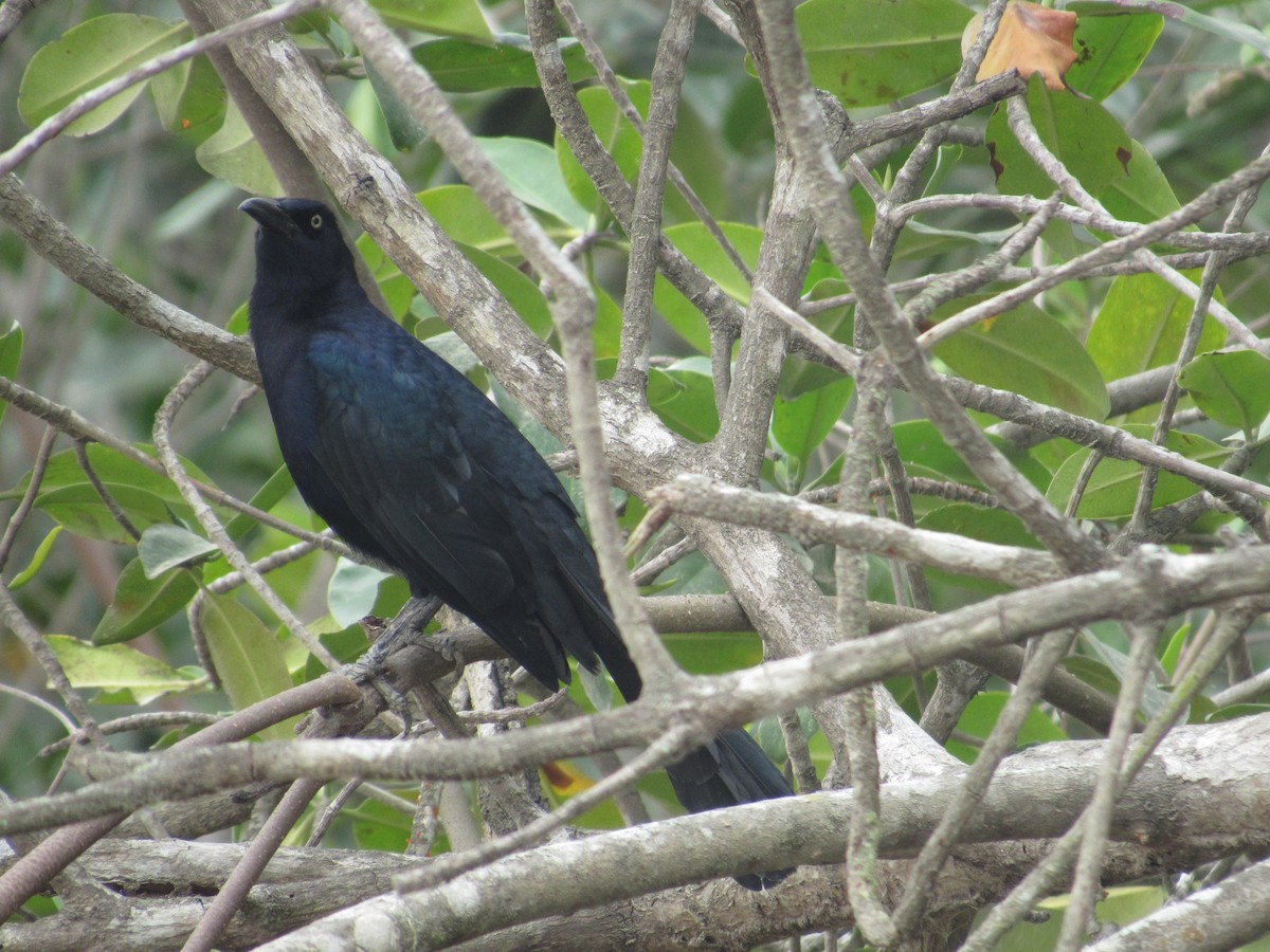 Great-tailed Grackle - ML81577531