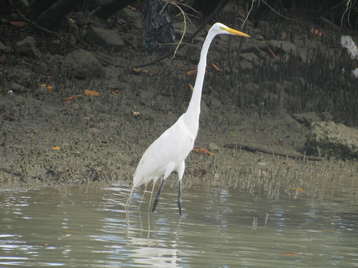 Great Egret - ML81578001