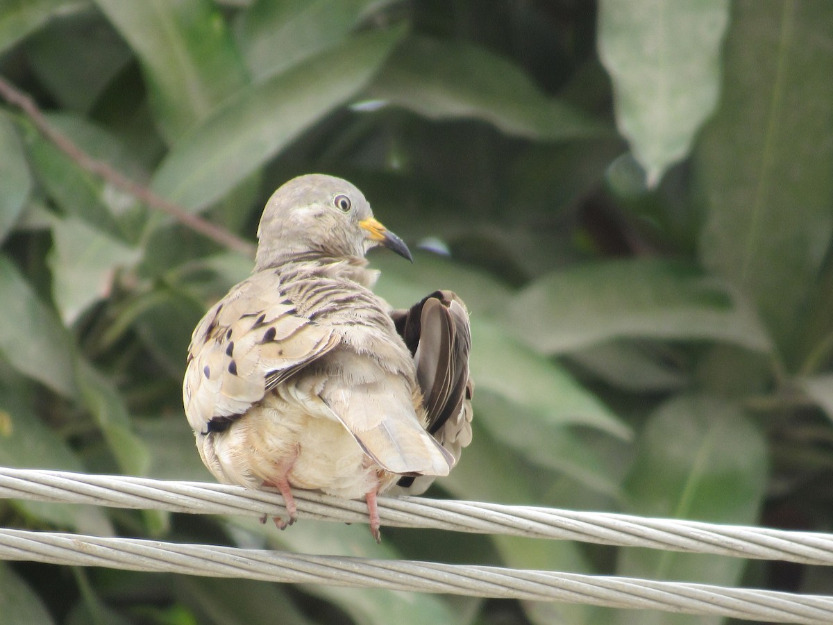 Croaking Ground Dove - ML81578021