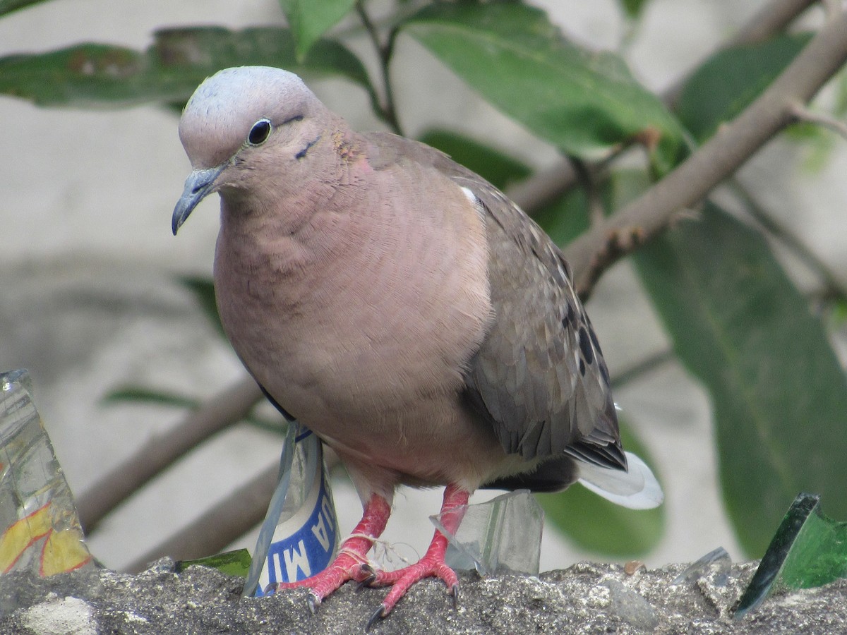 Eared Dove - ML81578221