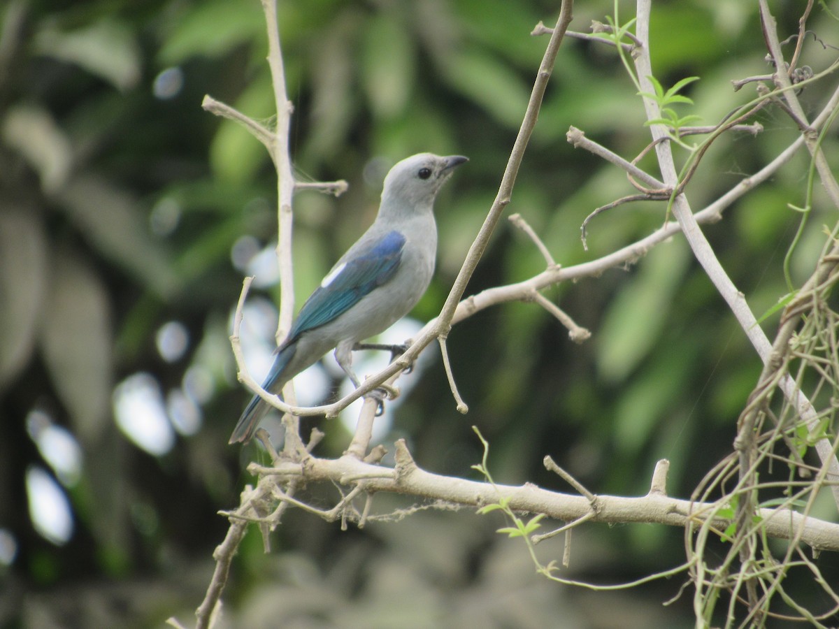 Blue-gray Tanager - ML81578521