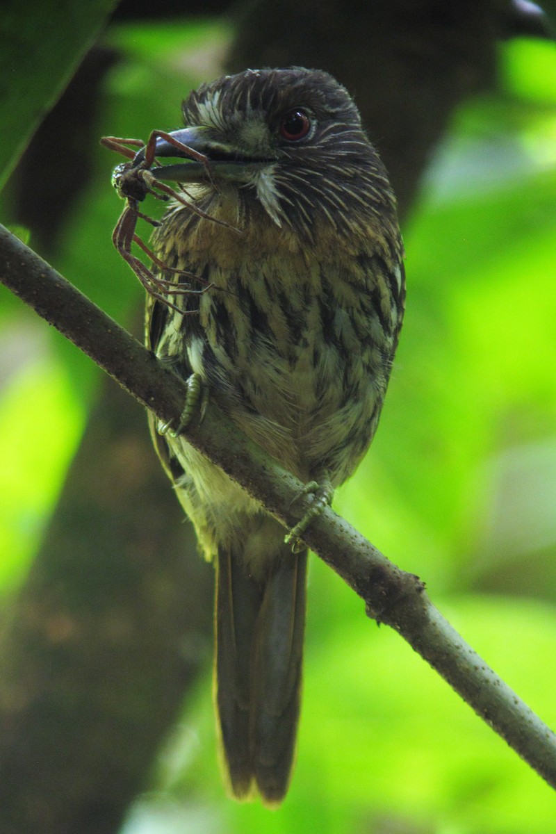 White-whiskered Puffbird - Scott Olmstead