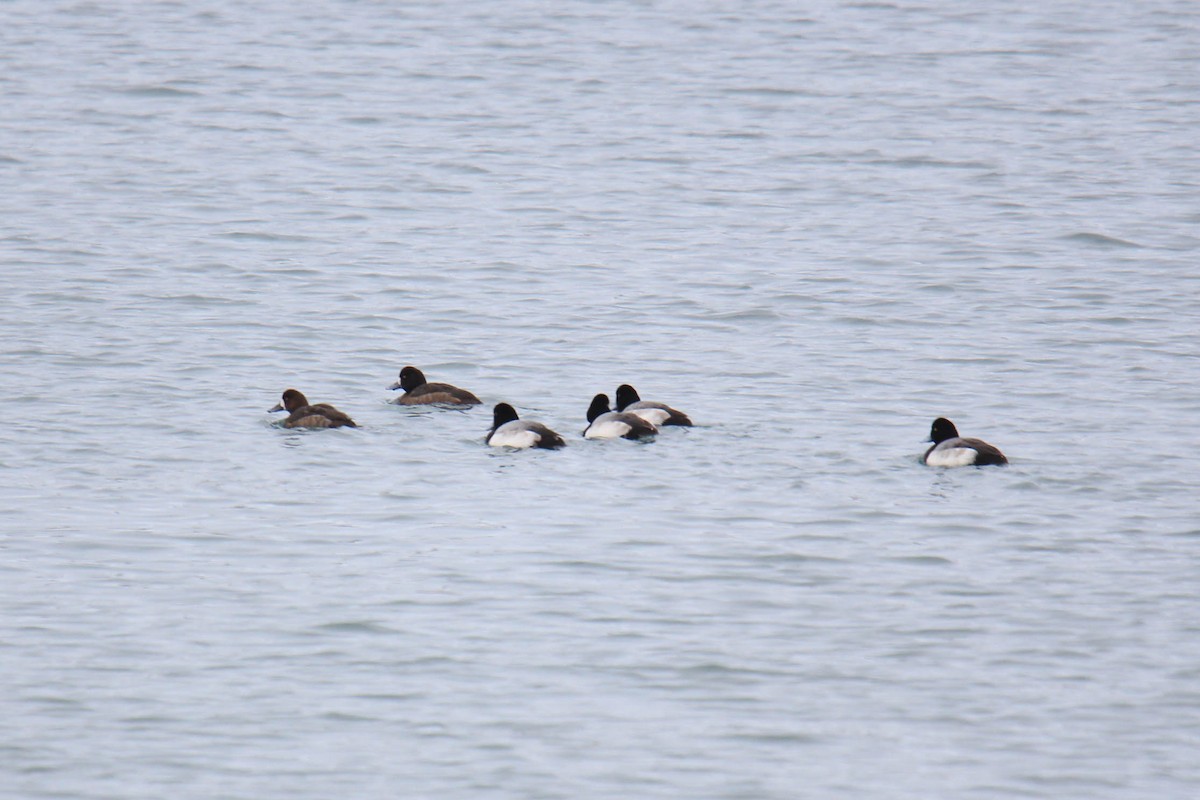 Lesser Scaup - ML81581231