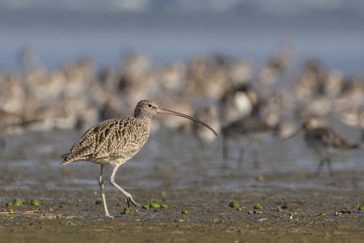 Far Eastern Curlew - ML81583991