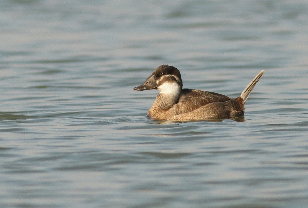 White-headed Duck - ML81584541