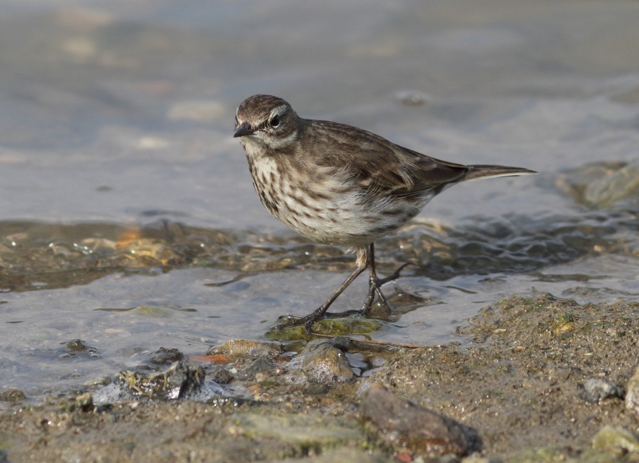 Water Pipit - Lefteris Kakalis