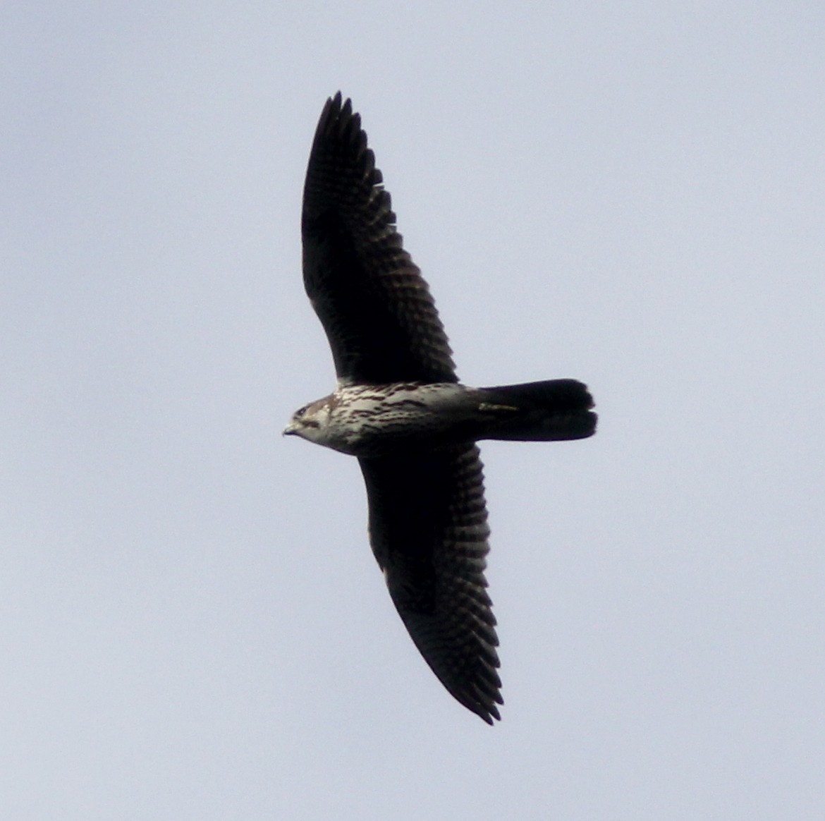 Prairie Falcon - ML81584751