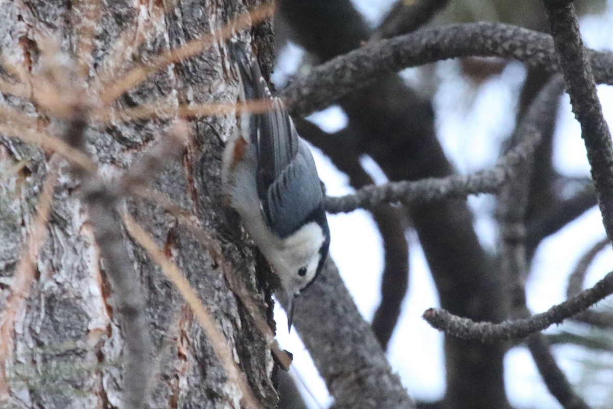 White-breasted Nuthatch (Interior West) - ML81585621