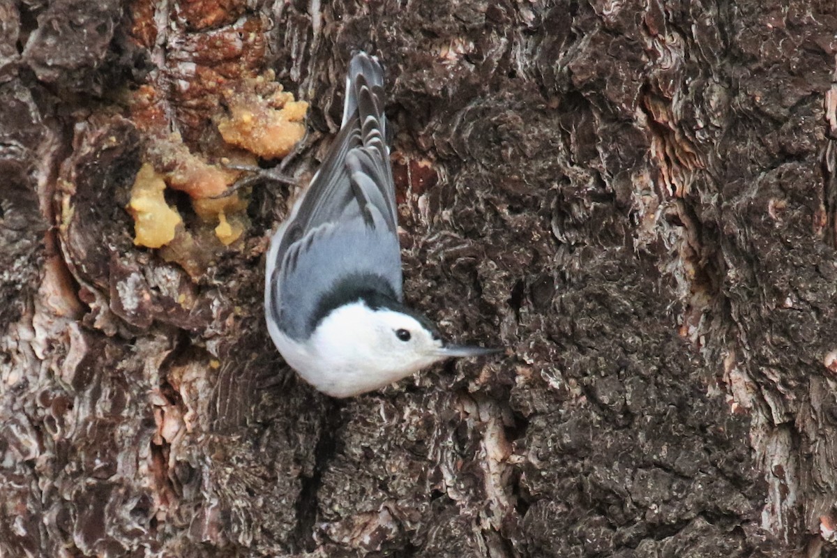 White-breasted Nuthatch (Interior West) - ML81585631