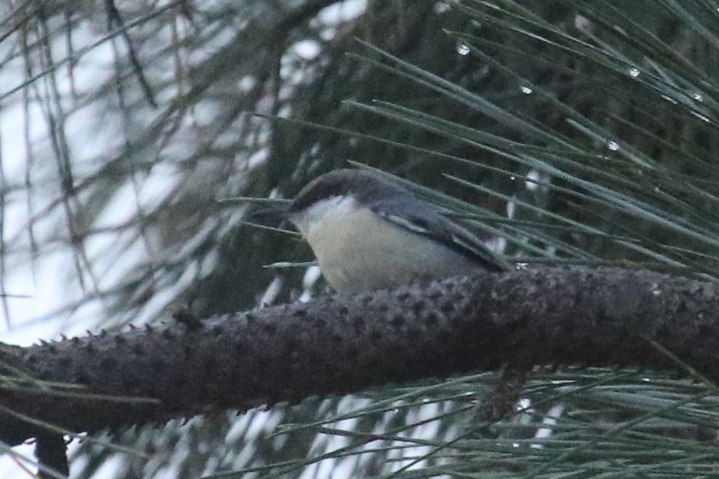 Pygmy Nuthatch - ML81585641