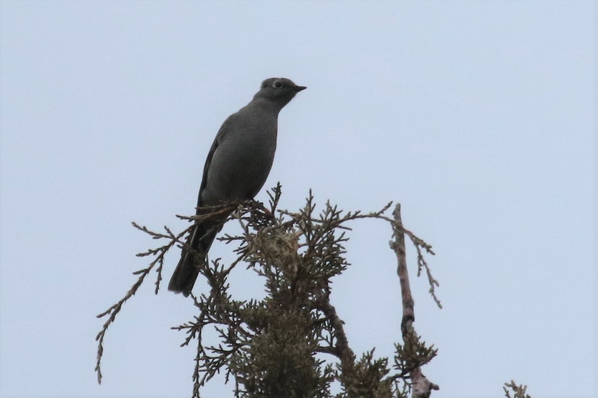 Townsend's Solitaire - ML81585651