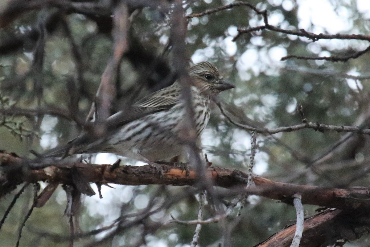 Cassin's Finch - ML81585661