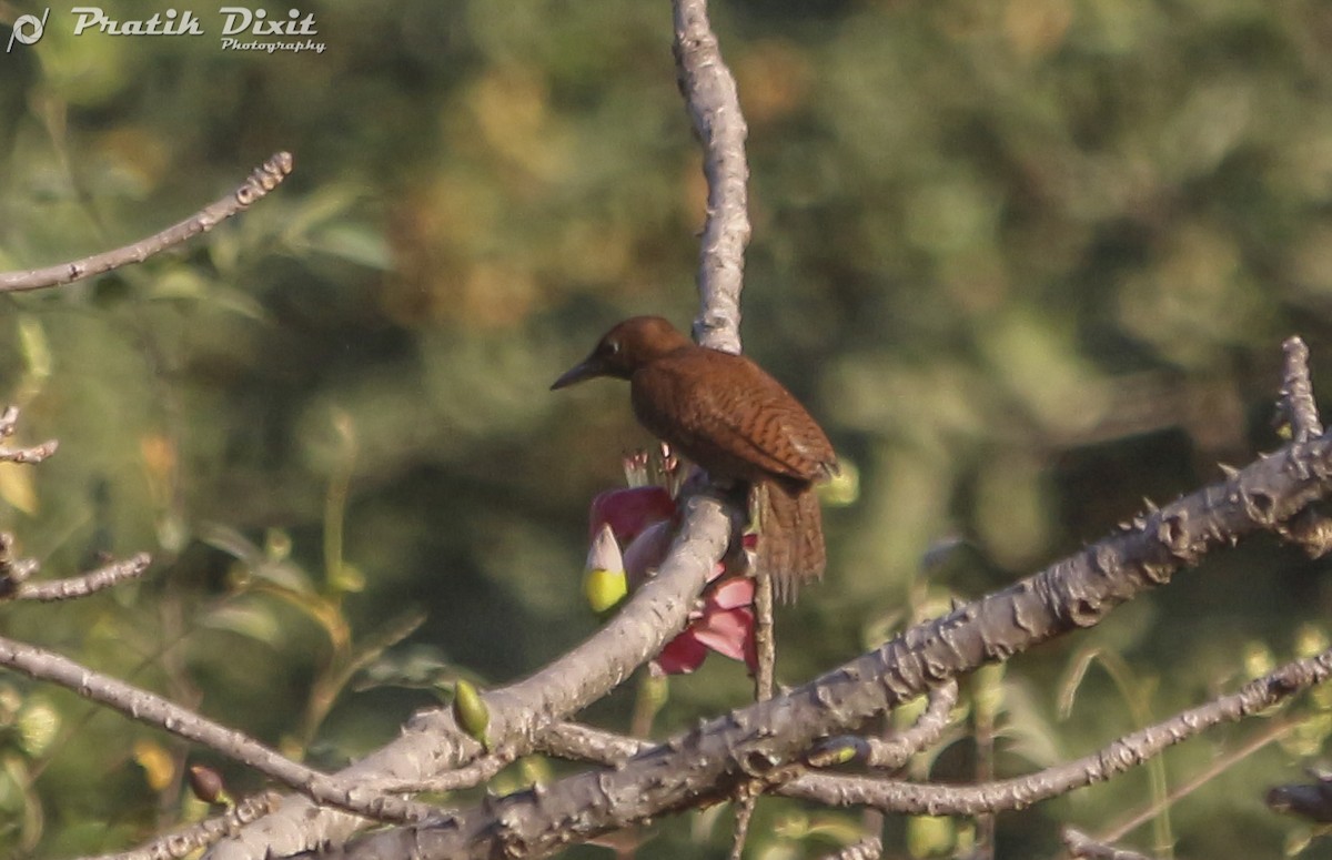 Rufous Woodpecker - Pratik  Dixit
