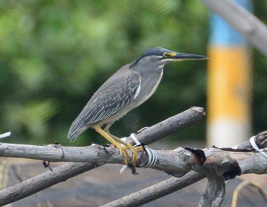 Striated Heron - ML81586431