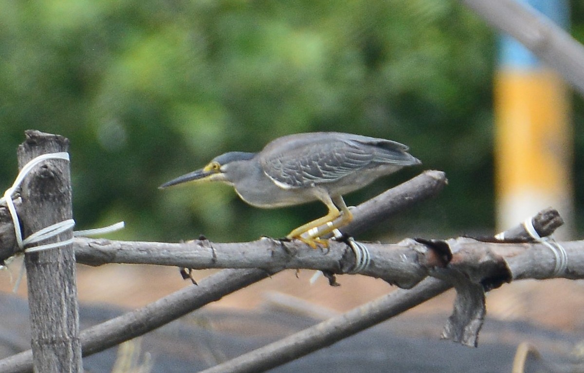 Striated Heron - ML81586441