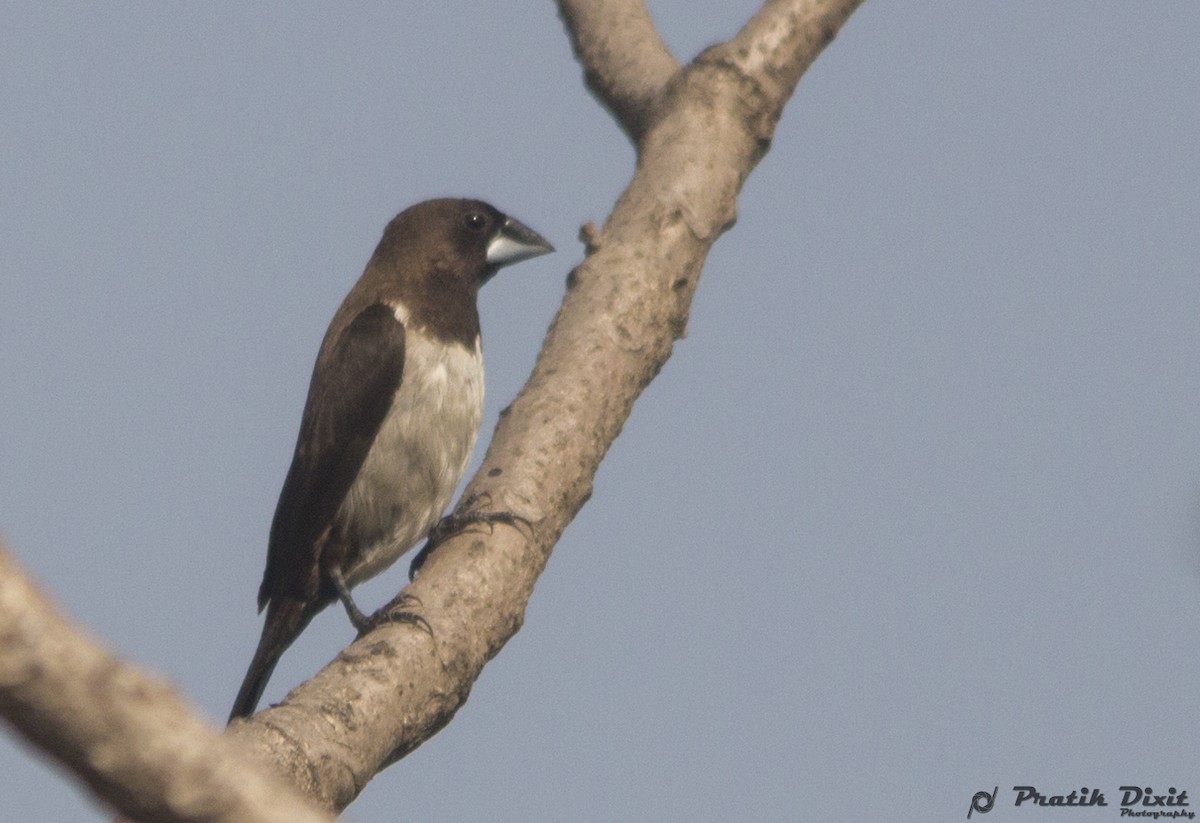 White-rumped Munia - Pratik  Dixit