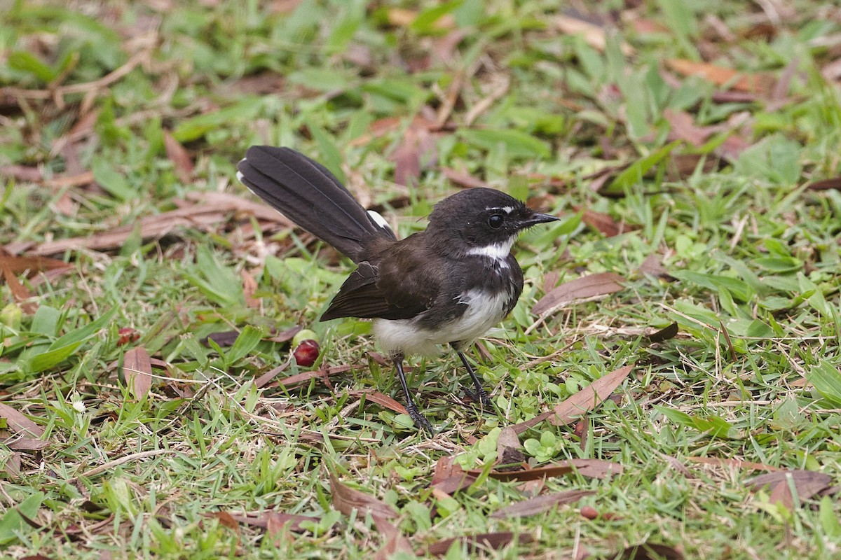 Malaysian Pied-Fantail - ML81588831