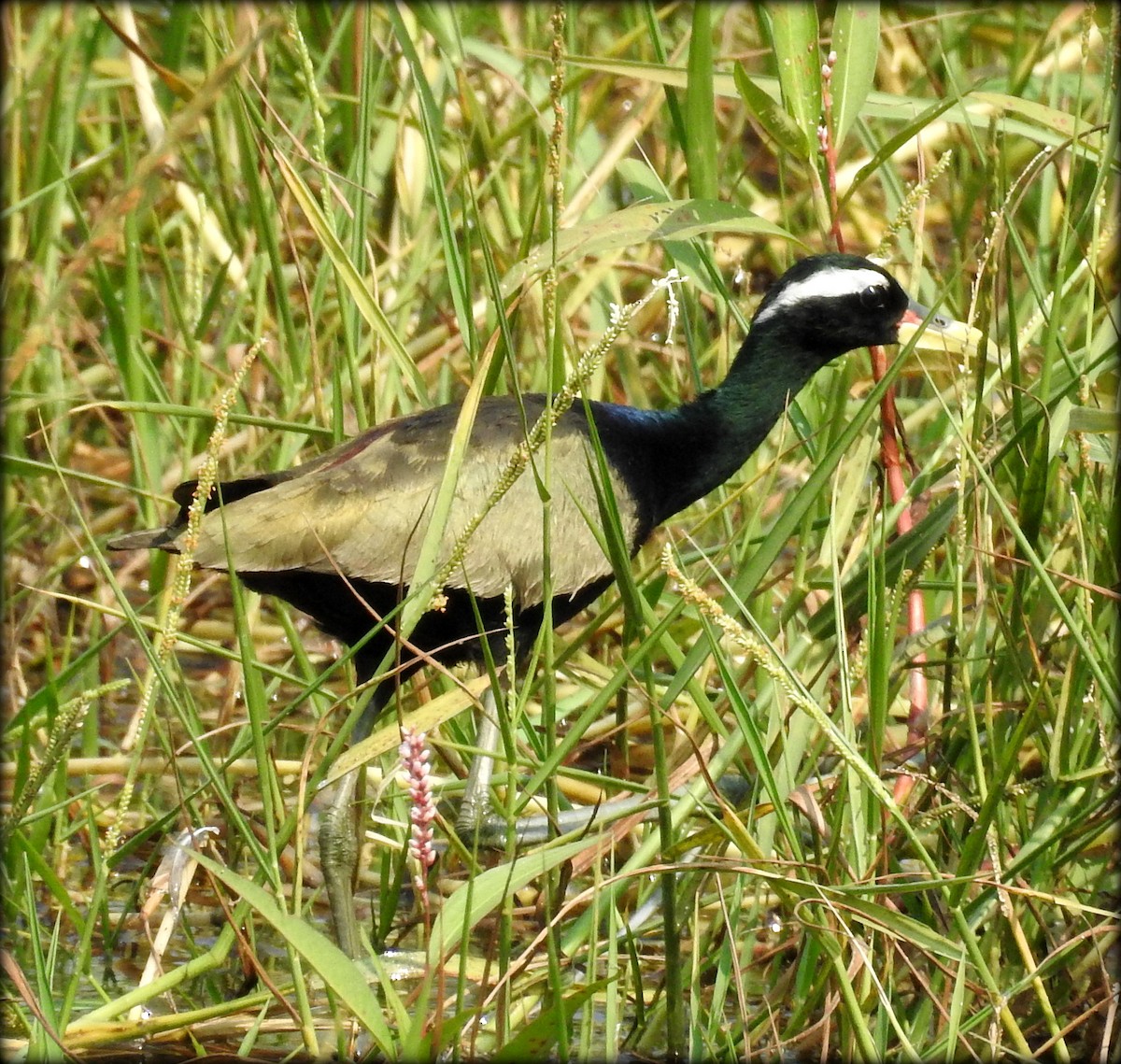 Bronze-winged Jacana - ML81589161