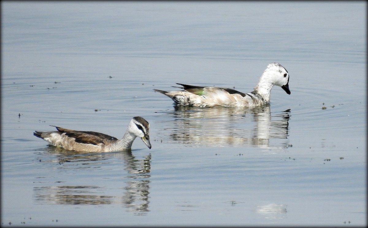 Cotton Pygmy-Goose - Abhijeet Rasal