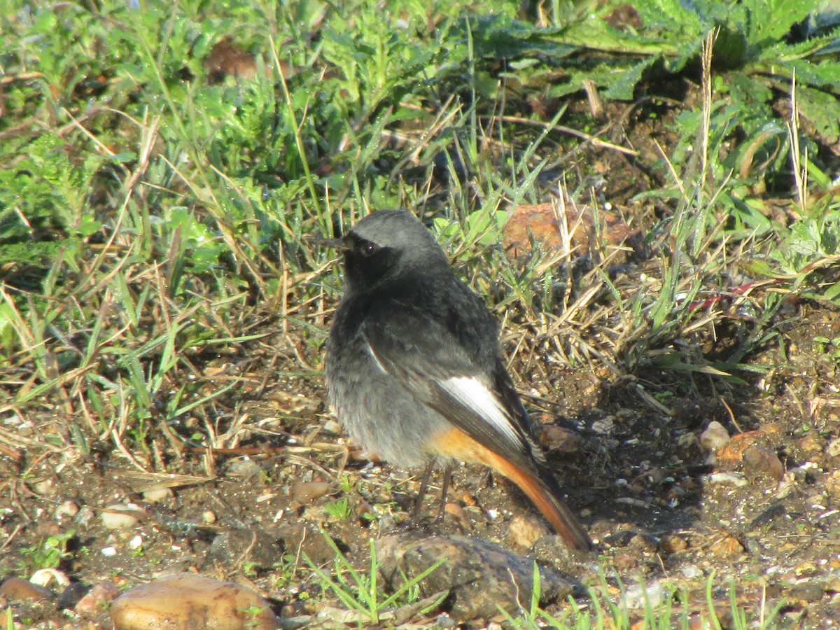 Black Redstart - Guillermo Rodriguez