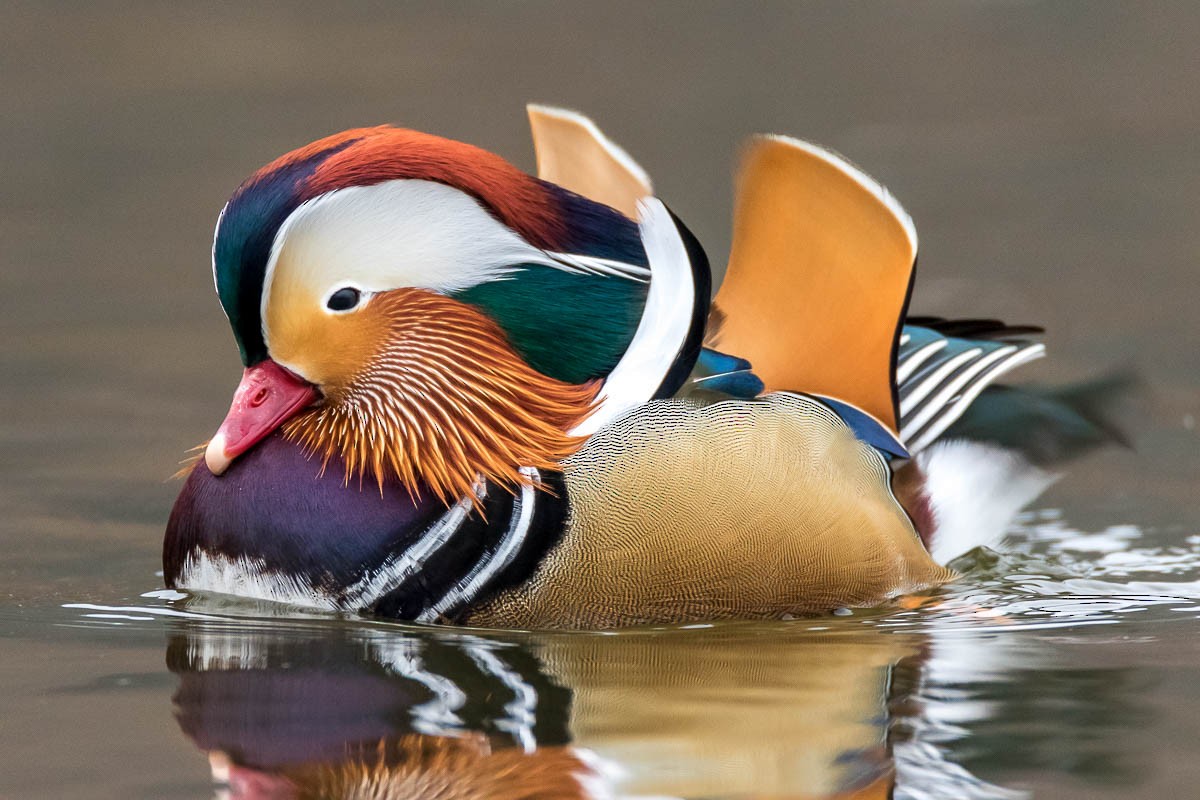 Mandarin Duck - ML81590411