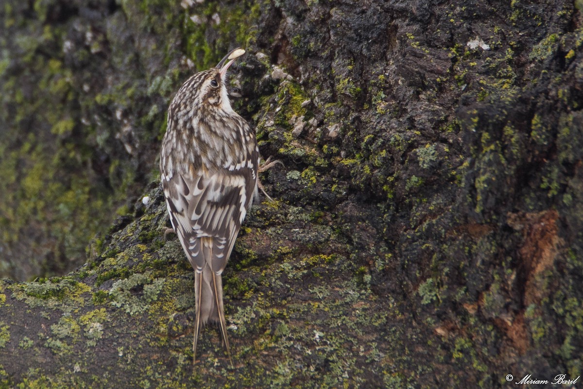 Brown Creeper - ML81591131