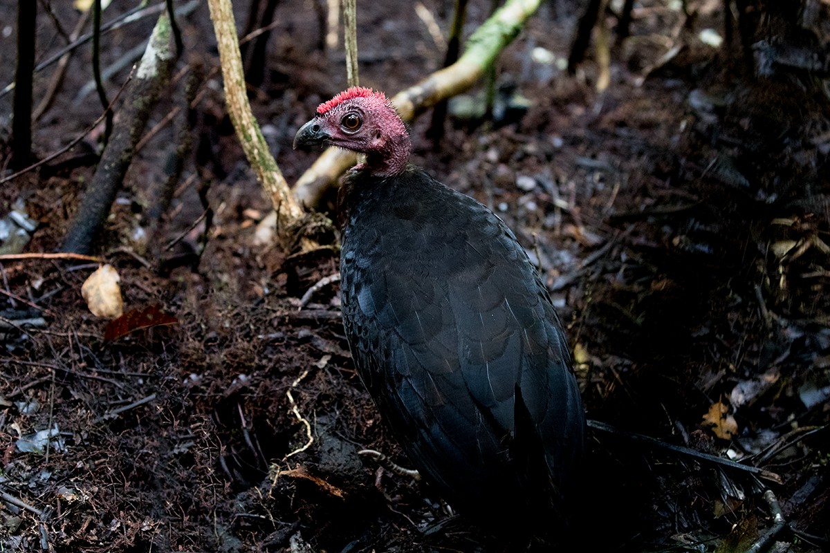 Waigeo Brushturkey - Tony Palliser