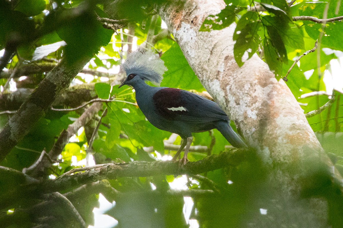 Western Crowned-Pigeon - ML81592361