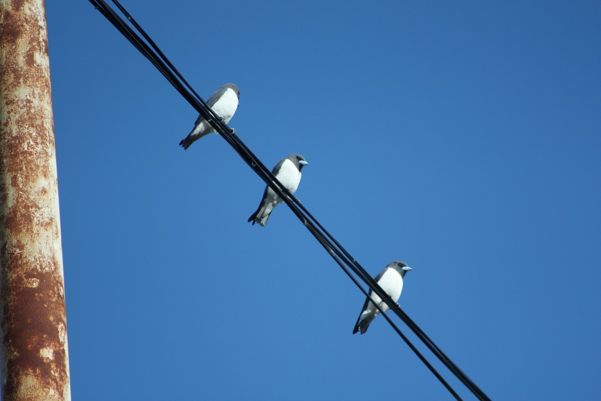 White-breasted Woodswallow - ML81592391