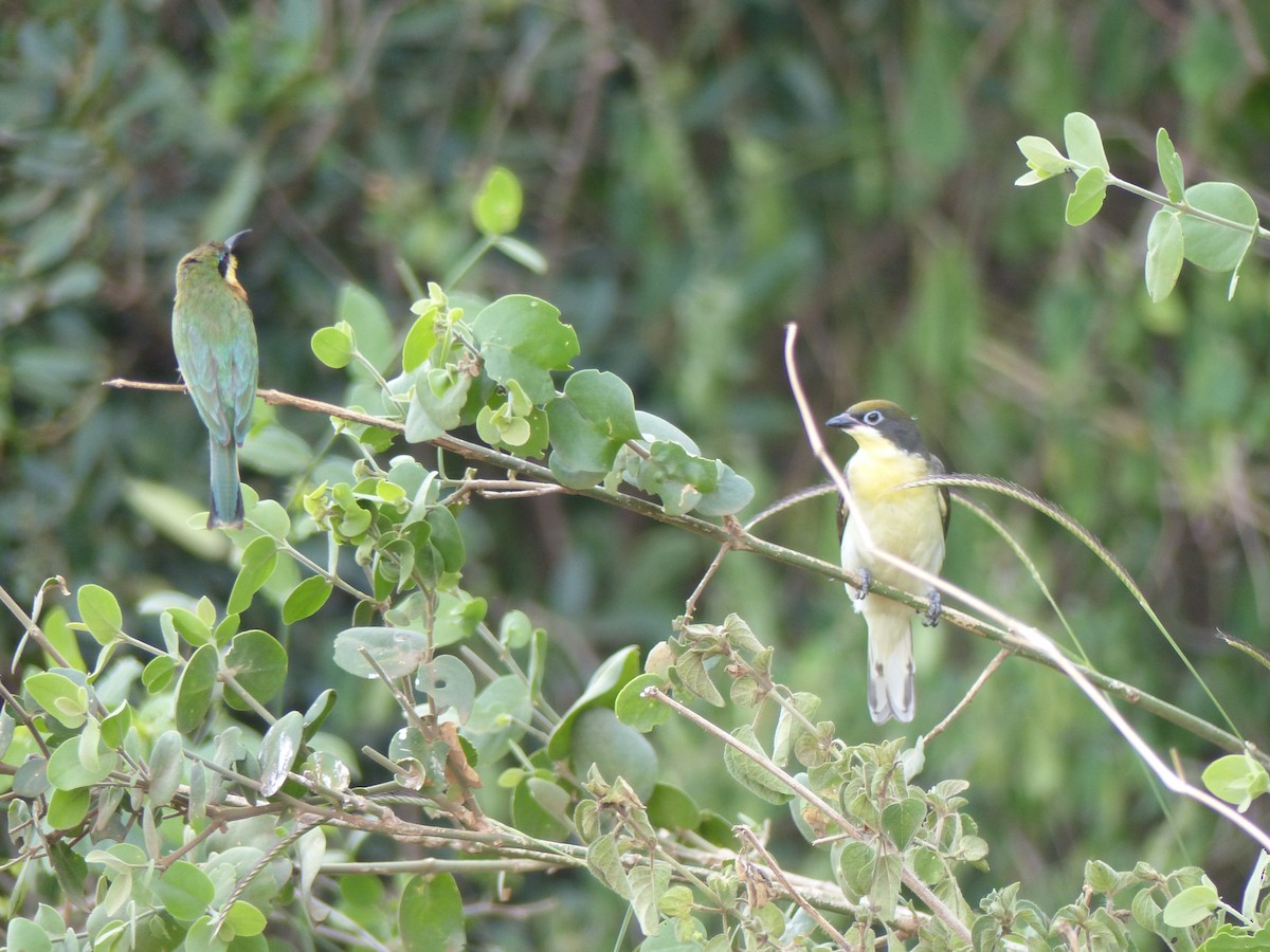 Greater Honeyguide - ML81593381