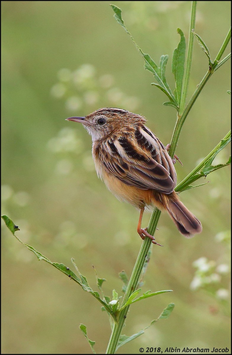 Zitting Cisticola - ML81593851