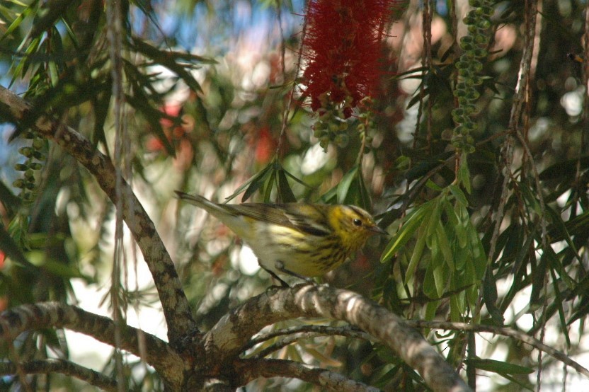 Cape May Warbler - ML81594301