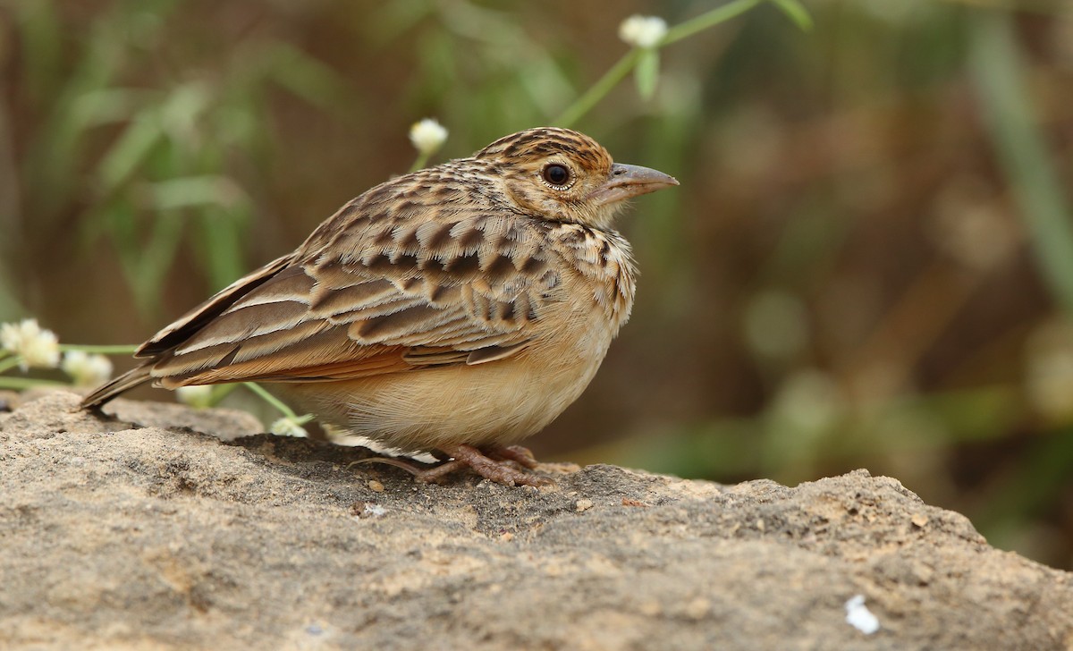 Jerdon's Bushlark - ML81594431