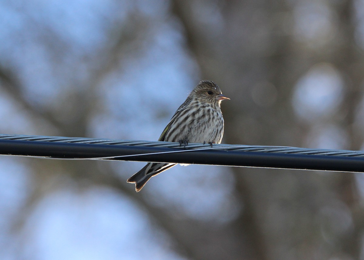 Pine Siskin - Jim de Waal Malefyt