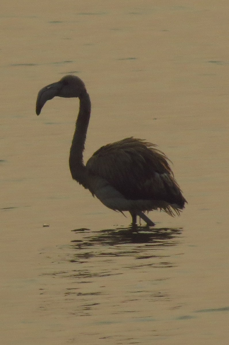 Greater Flamingo - Divesh Manchekar