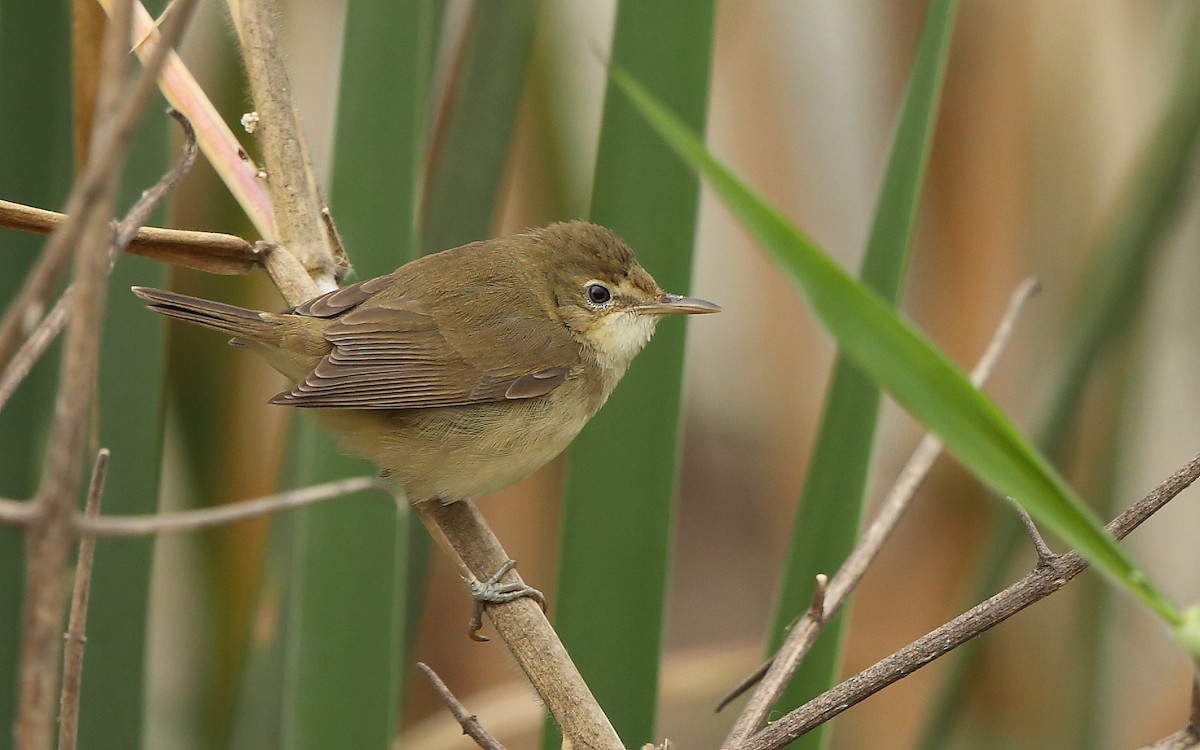 Blyth's Reed Warbler - ML81595361