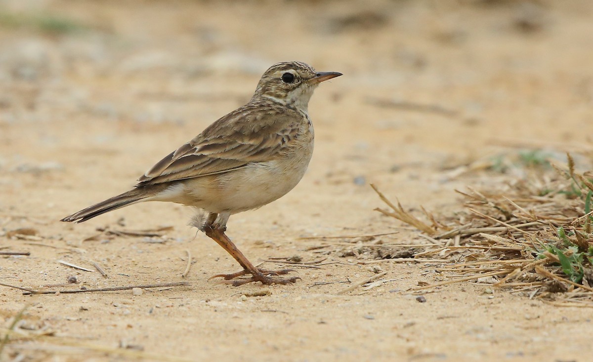 Paddyfield Pipit - Albin Jacob