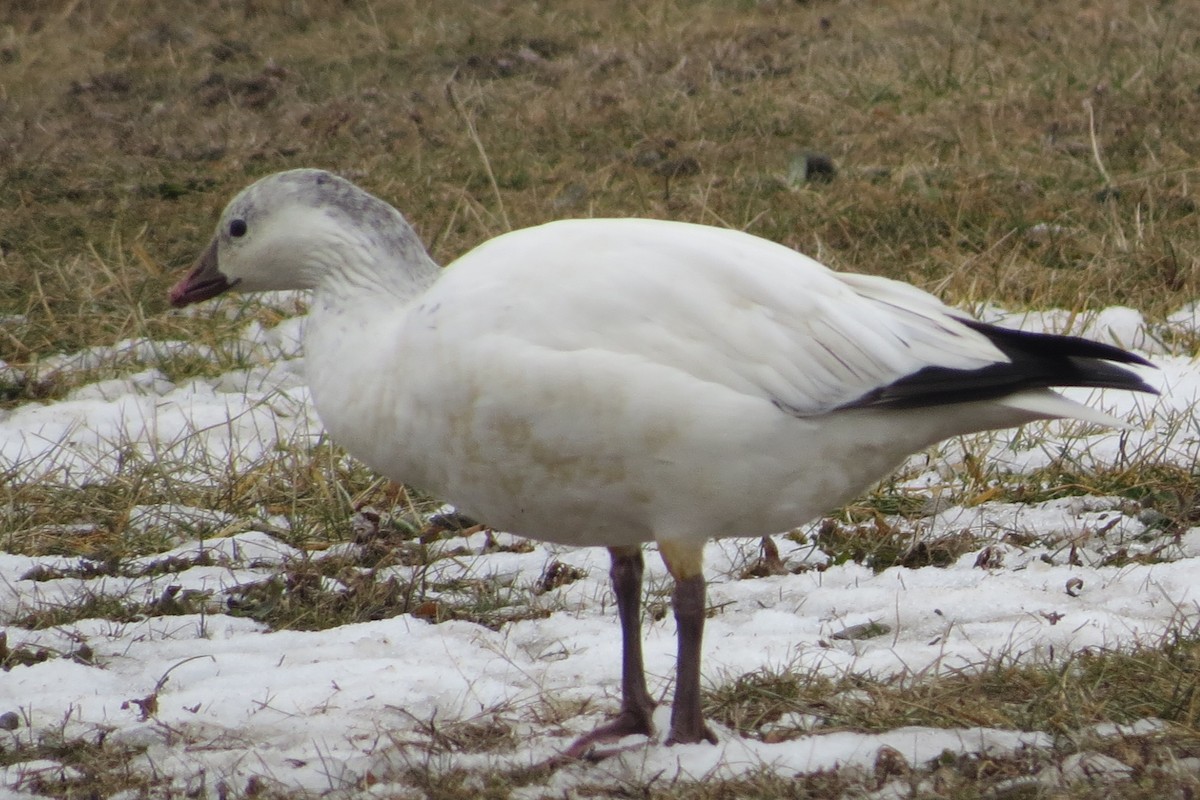 Ross's Goose - ML81596371