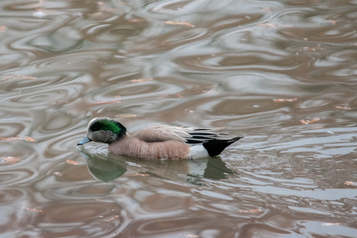 American Wigeon - ML81597481