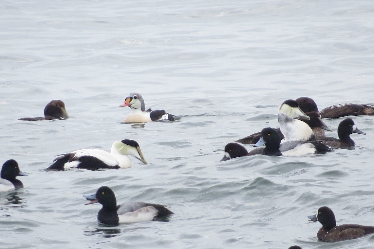 King Eider - ML81597791