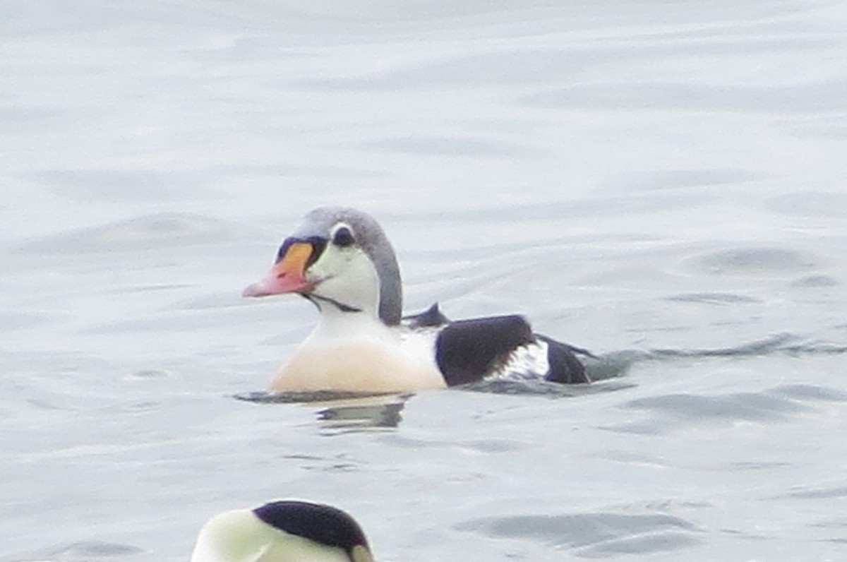 King Eider - ML81597821