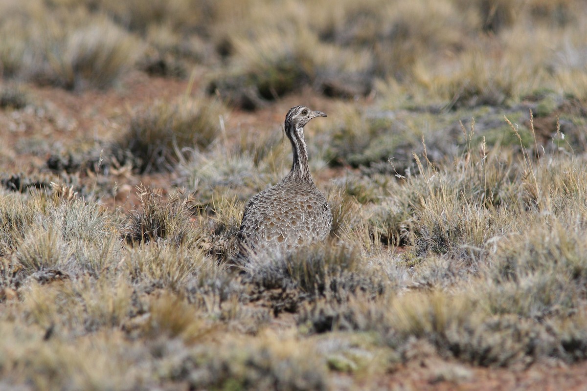 Patagonian Tinamou - Markus Deutsch