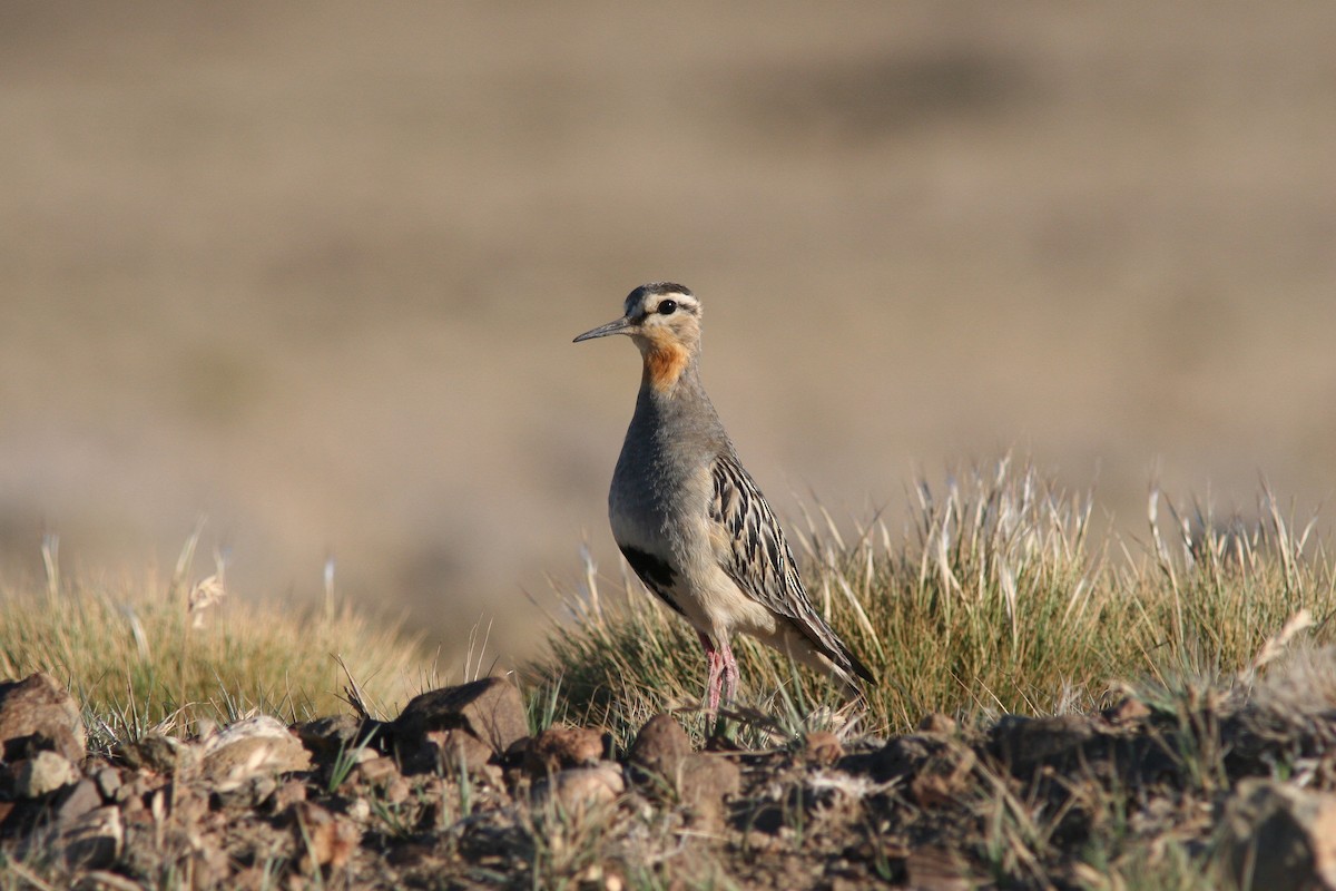 Tawny-throated Dotterel - Markus Deutsch