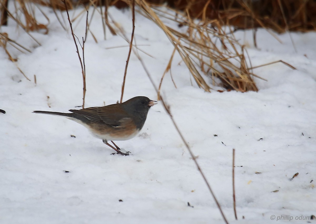 Dark-eyed Junco (Oregon) - ML81599211