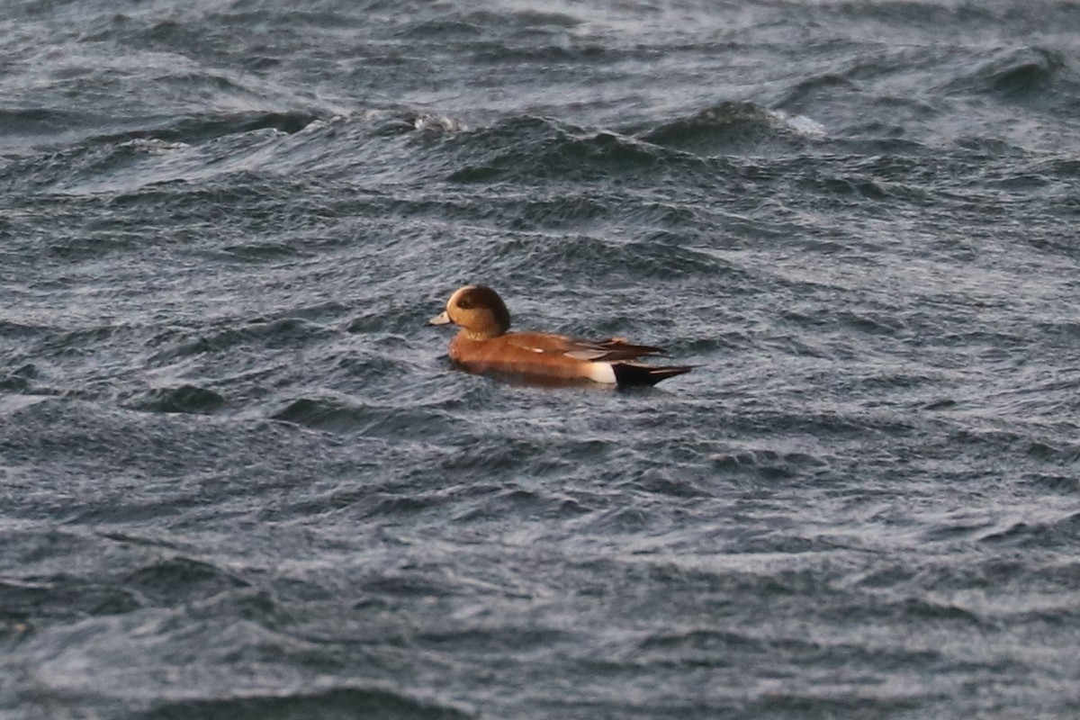 American Wigeon - ML81599441