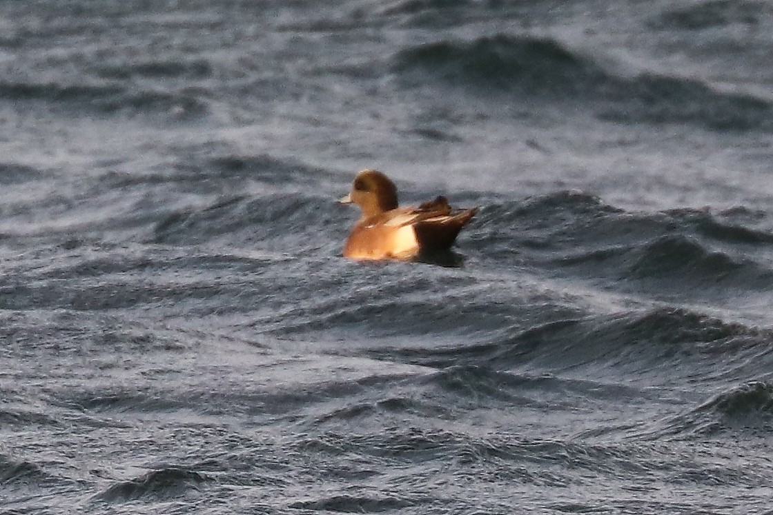 American Wigeon - ML81599471